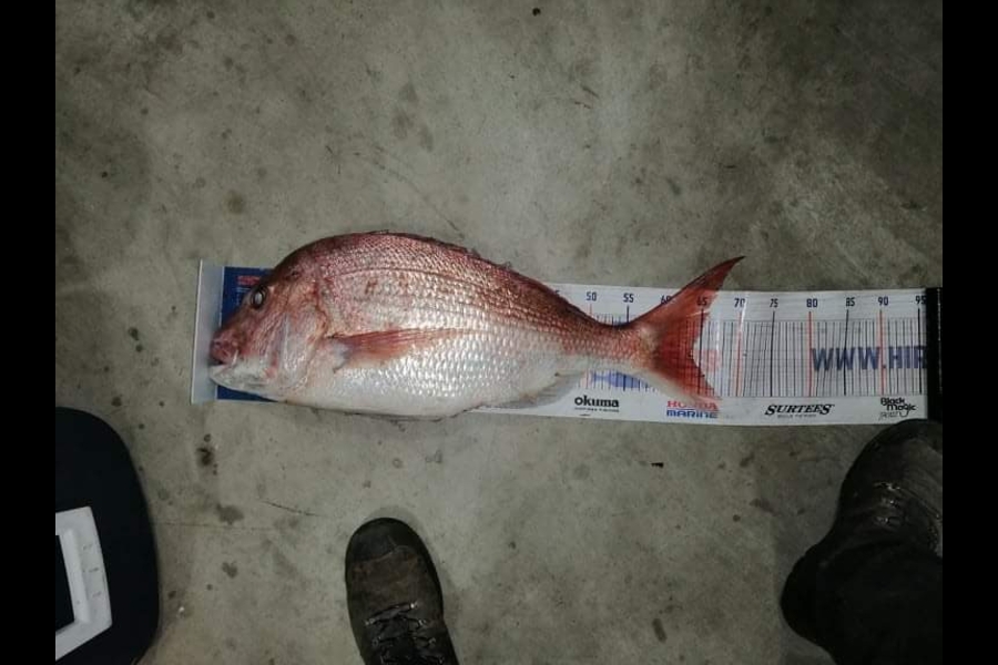 Colleen  Archer  caught this 63.5cm Snapper at Tauranga  during The Export NZ Fishing Competition