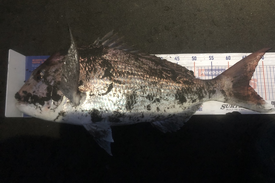 Dave Dennison caught this 65.0cm Snapper at Wanganui during The Export NZ Fishing Competition