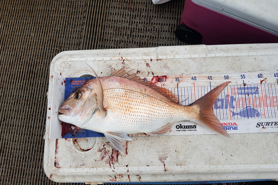 Charles Moller caught this 45.0cm Snapper at West coast during The Export NZ Fishing Competition