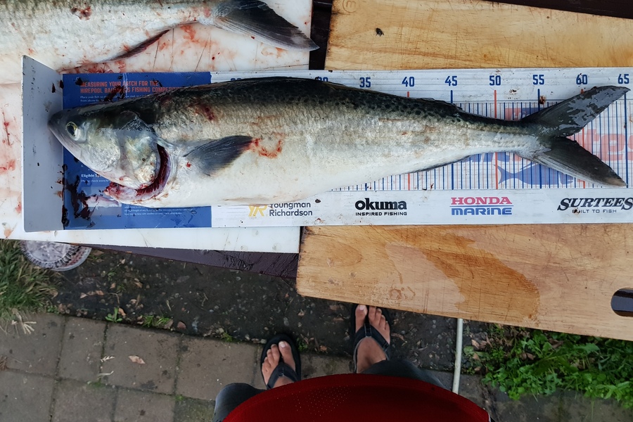 Charles Moller caught this 58.0cm Kahawai at West coast during The Export NZ Fishing Competition