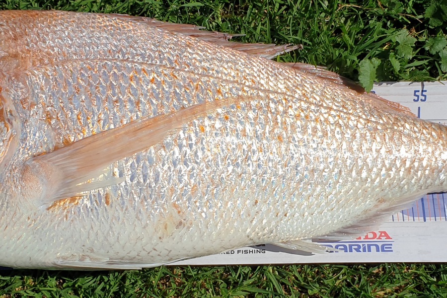 Jason Gray caught this 70.5cm Snapper at coromandel during The Export NZ Fishing Competition