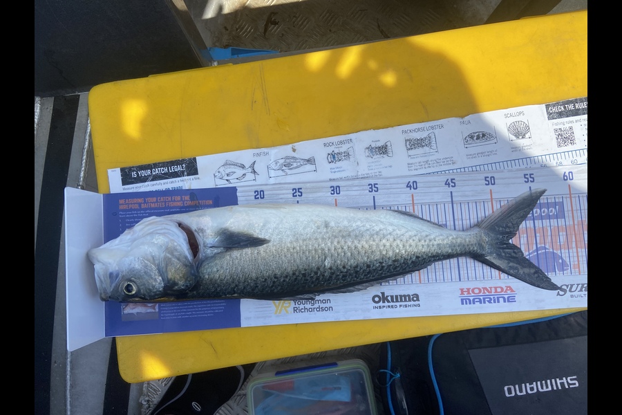 Mitchell Sweetman caught this 51.5cm Kahawai at Mount Maunganui  during The Export NZ Fishing Competition