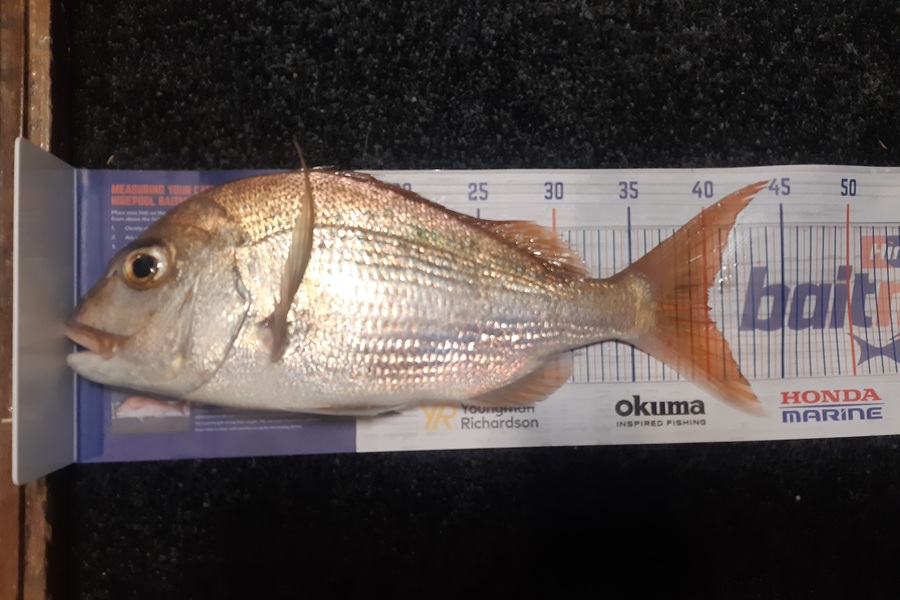 Karen Barnao caught this 40.0cm Snapper at Crowles Bay, Bay of islands  during The Export NZ Fishing Competition
