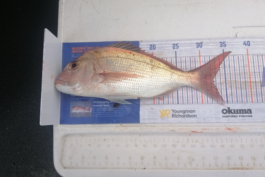 Mark O'Regan caught this 32.5cm Snapper at Bream Head during The Export NZ Fishing Competition