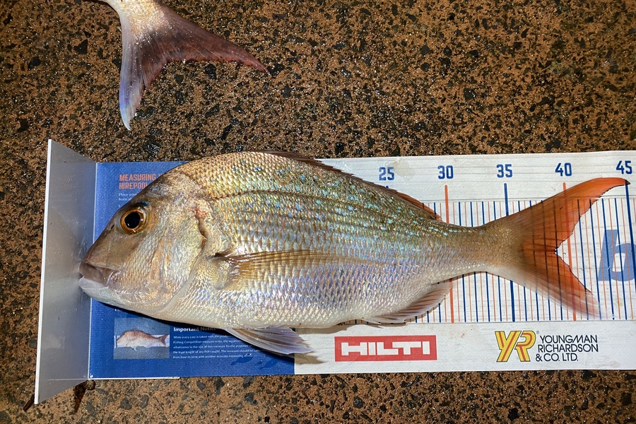 Melissa Mobbs caught this 39.0cm Snapper at Pauanui  during The Export NZ Fishing Competition