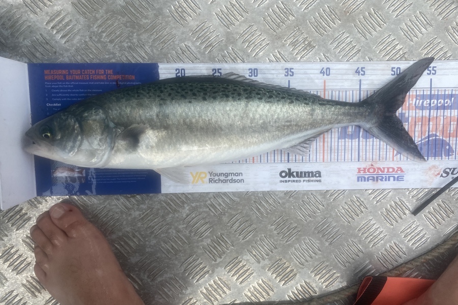 Josiah Atkinson caught this 50.0cm Kahawai at Whakatane  during The Export NZ Fishing Competition