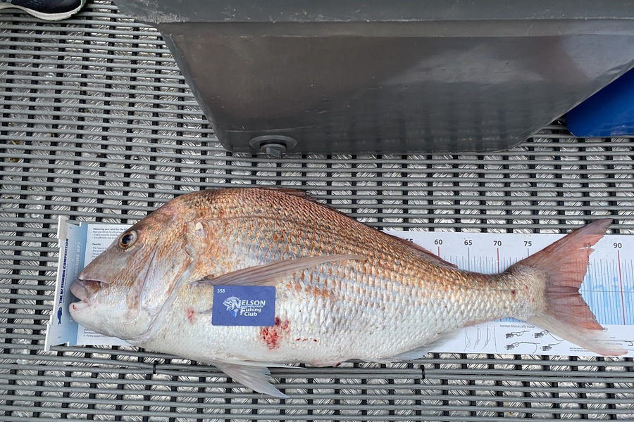 Angela  Govier  caught this 83.0cm Snapper at Tasman Bay during The Export NZ Fishing Competition