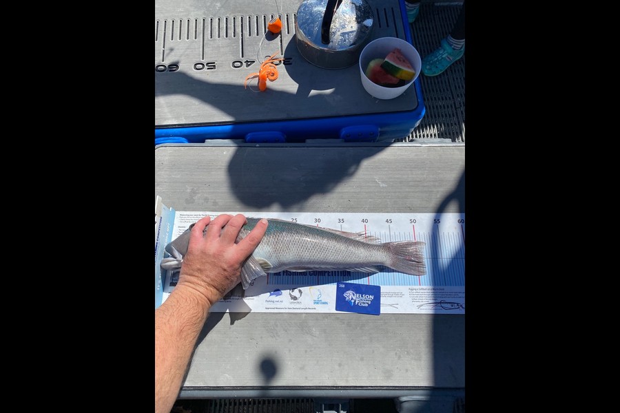 Angela  Govier  caught this 51.5cm Blue Cod at D'Urville Island during The Export NZ Fishing Competition
