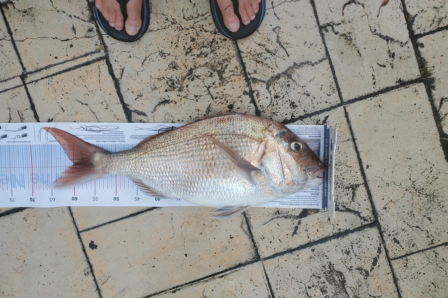 Darren Jones caught this 60.0cm Snapper at Tauranga Harbour during The Export NZ Fishing Competition