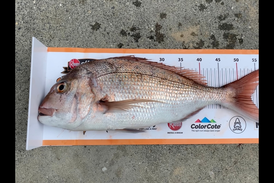 Alan Wham caught this 53.0cm Snapper at Matauri Bay during The Export NZ Fishing Competition