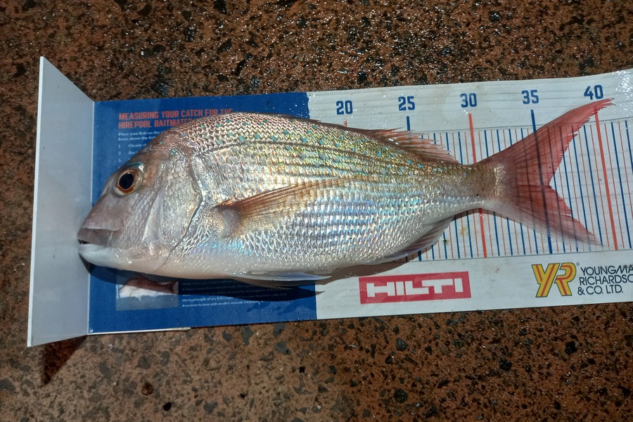 Phill Beer caught this 35.5cm Snapper at Pauanui during The Export NZ Fishing Competition
