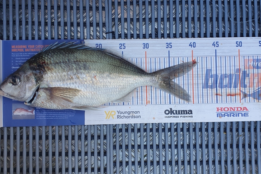 Hamish Woods caught this 35.5cm Tarakihi at Mana during The Export NZ Fishing Competition