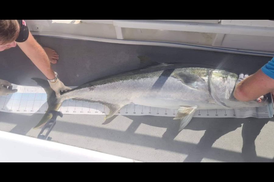 Nathan Osborne caught this 141.0cm Kingfish at Three Kings  during The Export NZ Fishing Competition