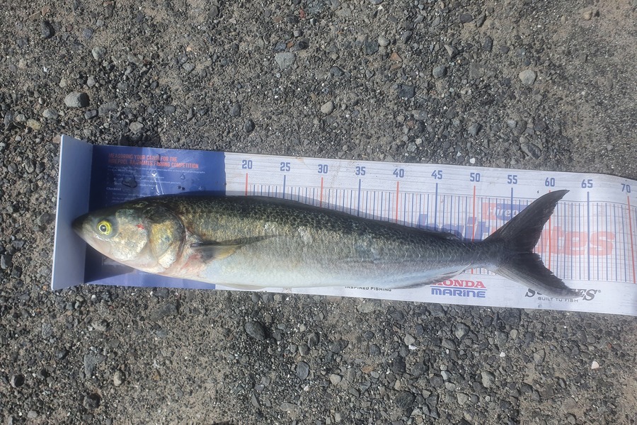 Ben Cullen caught this 57.5cm Kahawai at Houhora during The Export NZ Fishing Competition