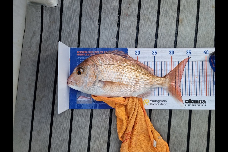 Doug Anderson  caught this 32.0cm Snapper at Kawau during The Export NZ Fishing Competition