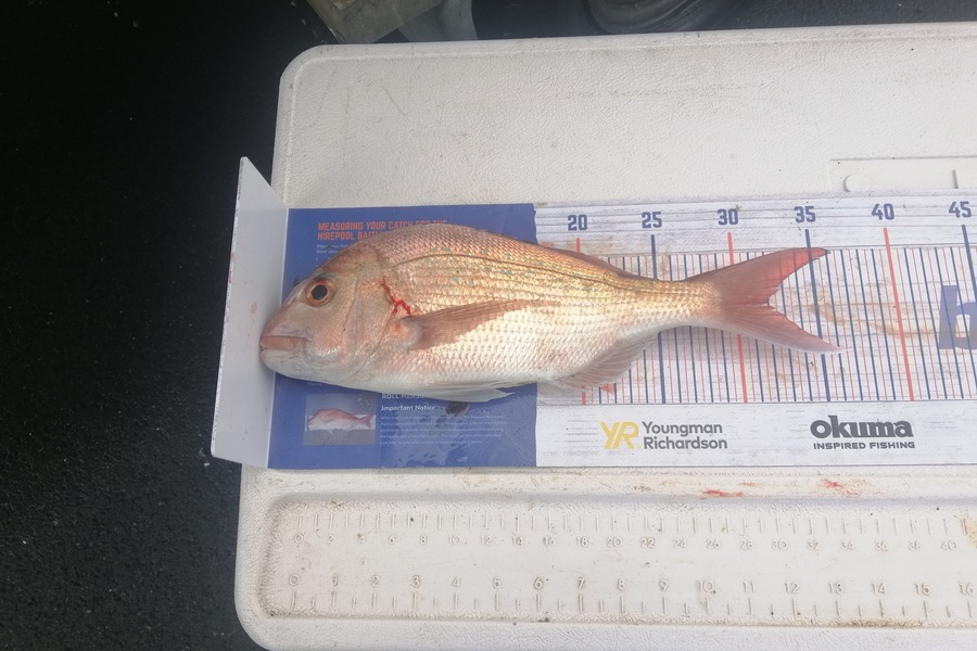Mark O'Regan caught this 32.0cm Snapper at Bream Head during The Export NZ Fishing Competition