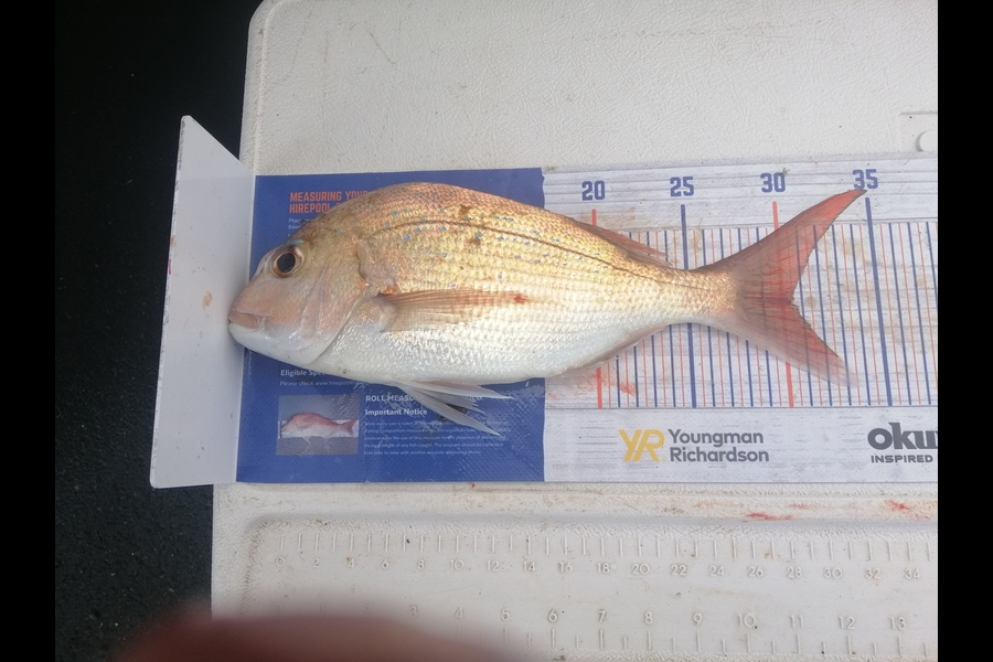 Larry Temperley caught this 30.5cm Snapper at Bream Head during The Export NZ Fishing Competition