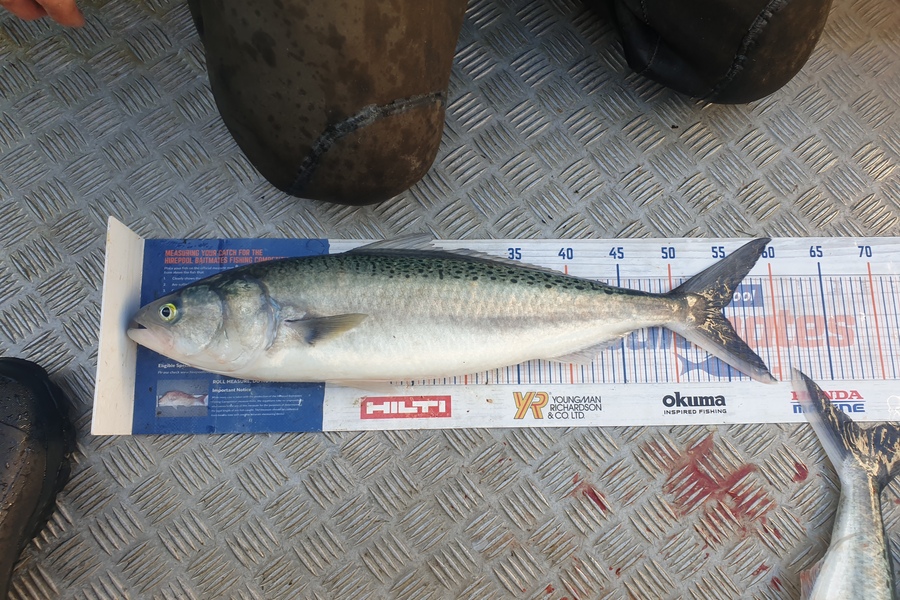 Rodney Niven caught this 54.0cm Kahawai at Mana during The Export NZ Fishing Competition