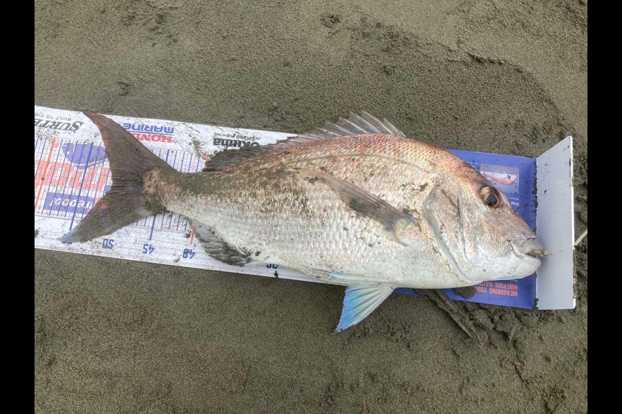 Viv Radich caught this 51.0cm Snapper at Foxton beach during The Export NZ Fishing Competition