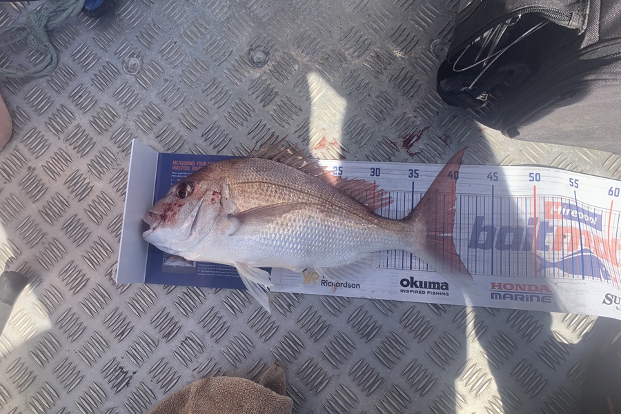 Bradley Wilson caught this 40.0cm Snapper at Waihi beach during The Export NZ Fishing Competition