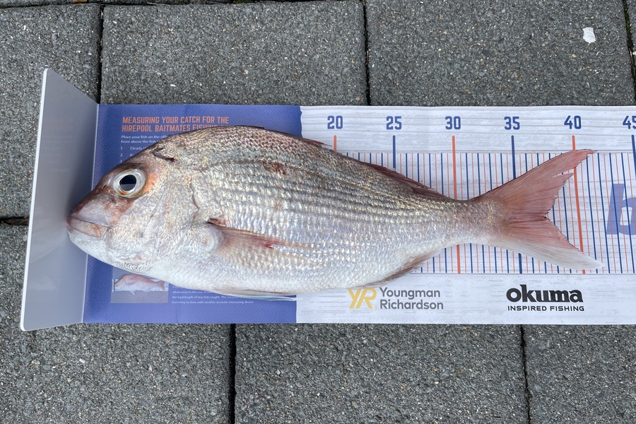 Brad Stansell caught this 37.0cm Snapper at Kawau during The Export NZ Fishing Competition