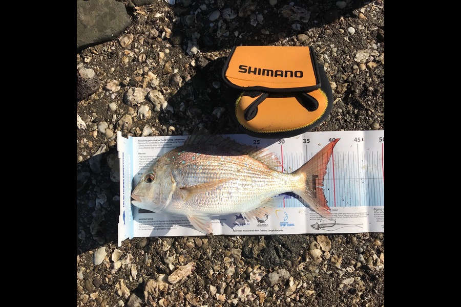 Roy Wedderburn caught this 37.5cm Snapper at Manukau Harbour during The Export NZ Fishing Competition