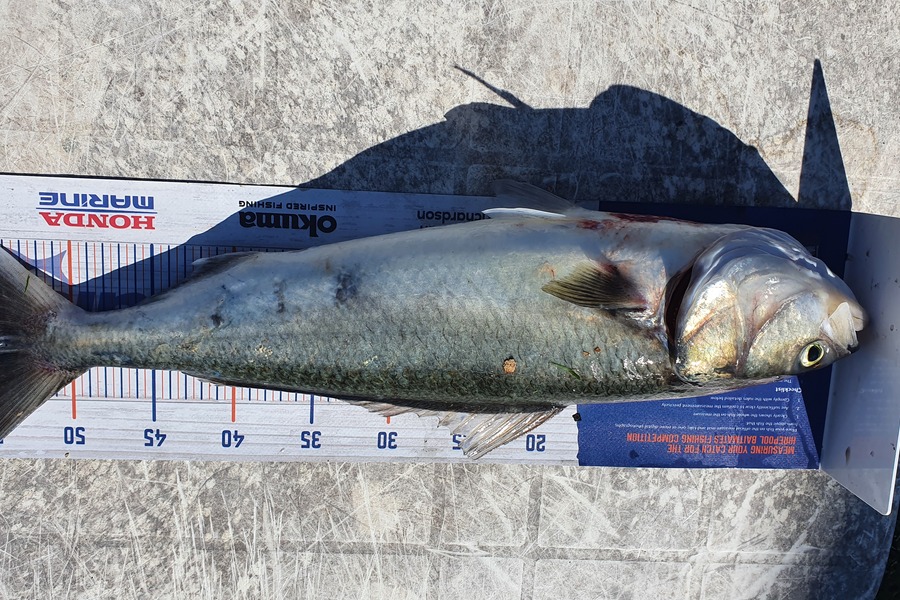 Shane Robinson caught this 54.0cm Kahawai at Firth of thames during The Export NZ Fishing Competition