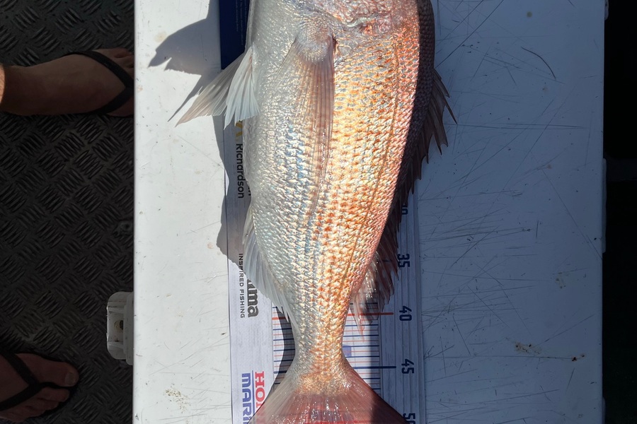 Rob Taylor caught this 51.0cm Snapper at Little barrier during The Export NZ Fishing Competition