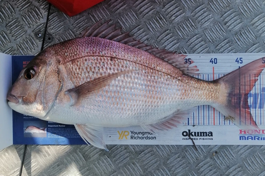 Martyn Patel caught this 46.0cm Snapper at Manukau Harbour during The Export NZ Fishing Competition