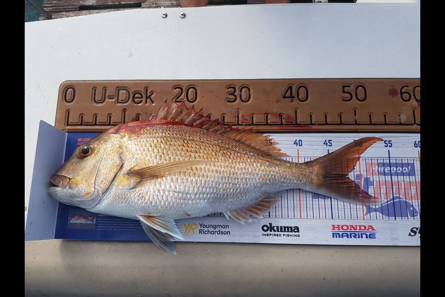 Karen Morgan caught this 47.5cm Snapper at Waikawau during The Export NZ Fishing Competition