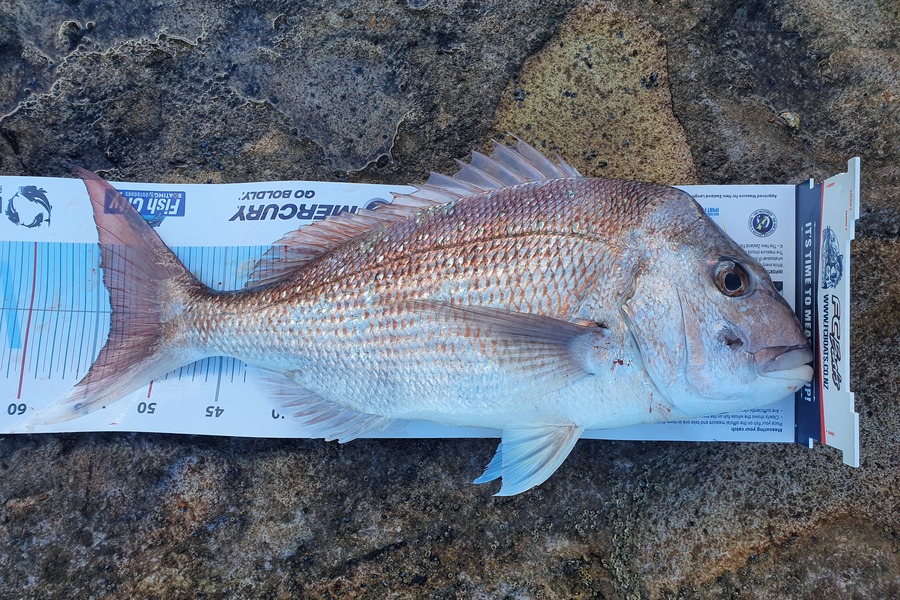 Stuart Webb caught this 54.0cm Snapper at Coromandel during The Export NZ Fishing Competition