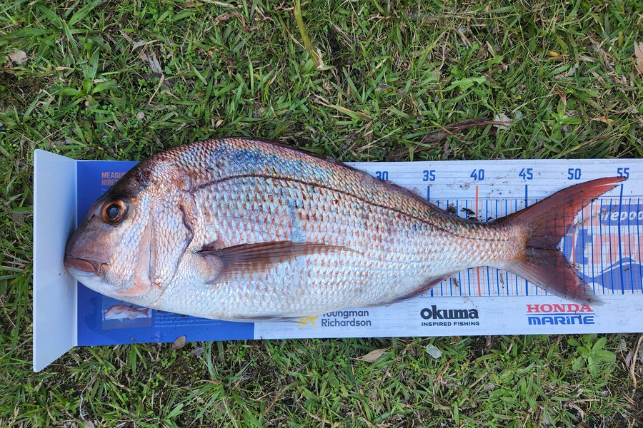Jared Clarke caught this 48.0cm Snapper at Whitianga during The Export NZ Fishing Competition
