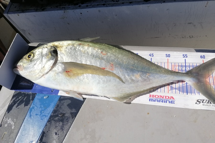 Mark O'Regan caught this 60.0cm Trevally at Bream Head during The Export NZ Fishing Competition
