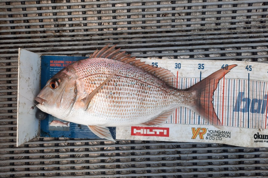 Clinton Emtage caught this 38.0cm Snapper at Kaipara harbour  during The Export NZ Fishing Competition