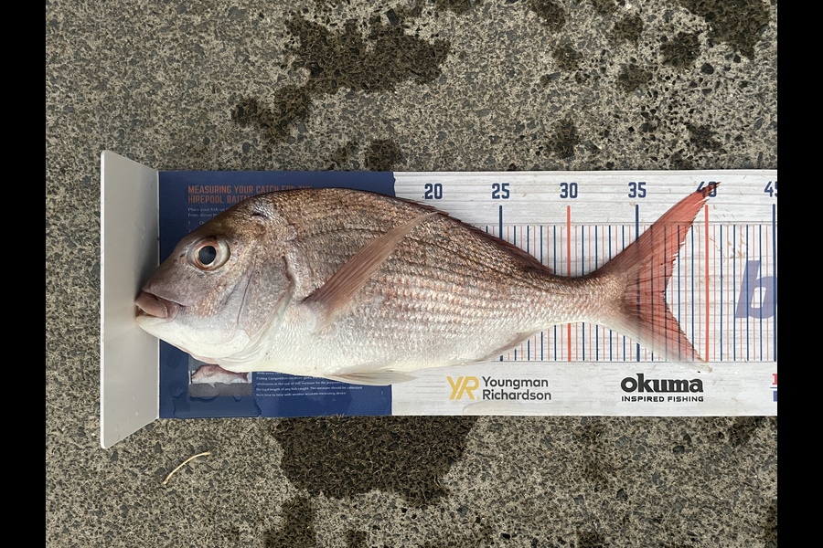 Anthony Kennelly caught this 37.0cm Snapper at North of Tiri during The Export NZ Fishing Competition