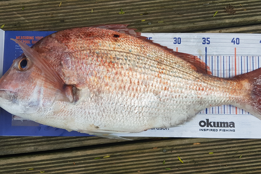 John Orsborn caught this 46.5cm Snapper at Raglan during The Export NZ Fishing Competition