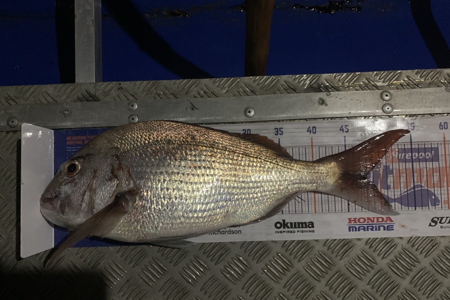 Shane Stanley caught this 48.0cm Snapper at Flat rock during The Export NZ Fishing Competition