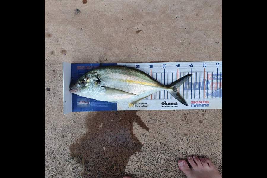 Brendan  Slee  caught this 39.5cm Trevally at Hauraki Gulf  during The Export NZ Fishing Competition