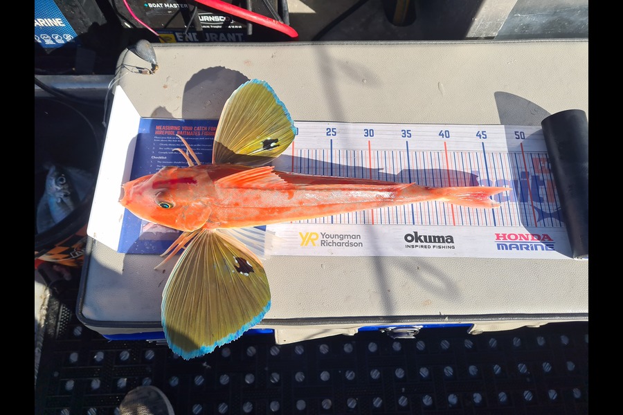 David Kovacs caught this 44.5cm Gurnard at Wellington harbor  during The Export NZ Fishing Competition
