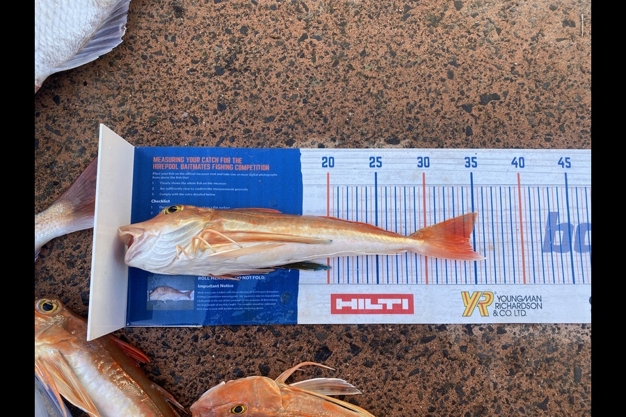 Melissa Mobbs caught this 34.5cm Gurnard at Pauanui  during The Export NZ Fishing Competition