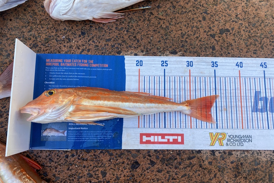 Mikayla Baird caught this 34.0cm Gurnard at pauanui  during The Export NZ Fishing Competition