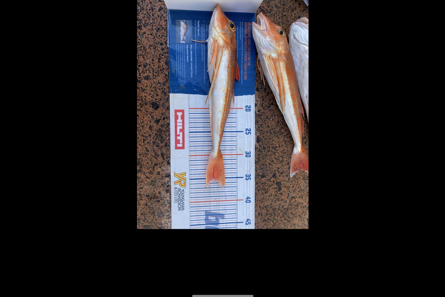 Shawn Beer caught this 35.0cm Gurnard at Pauanui during The Export NZ Fishing Competition