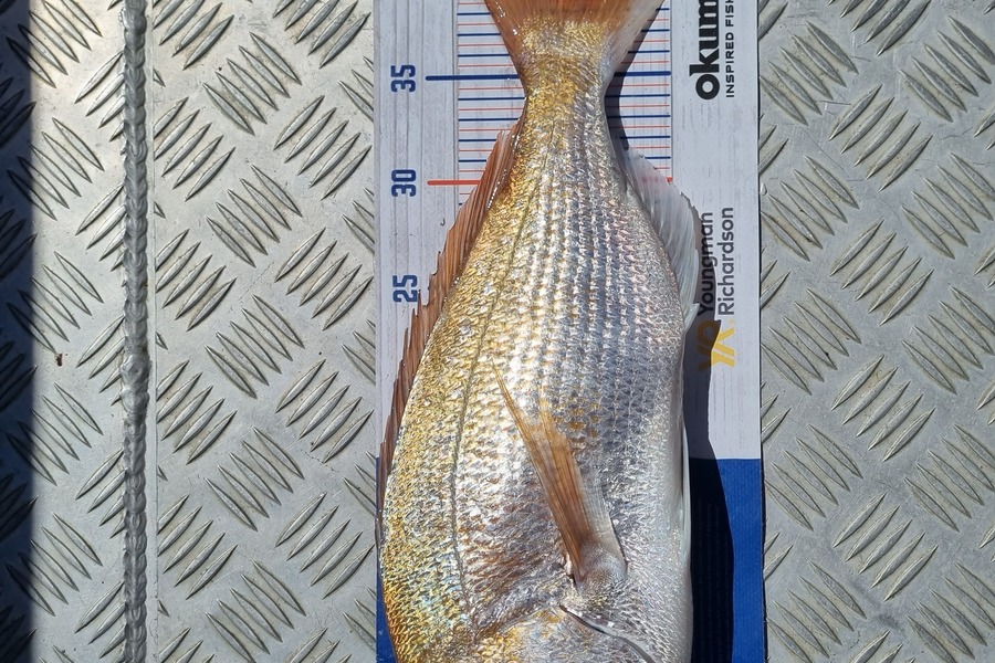 Doug Anderson  caught this 41.0cm Snapper at Anchorite during The Export NZ Fishing Competition