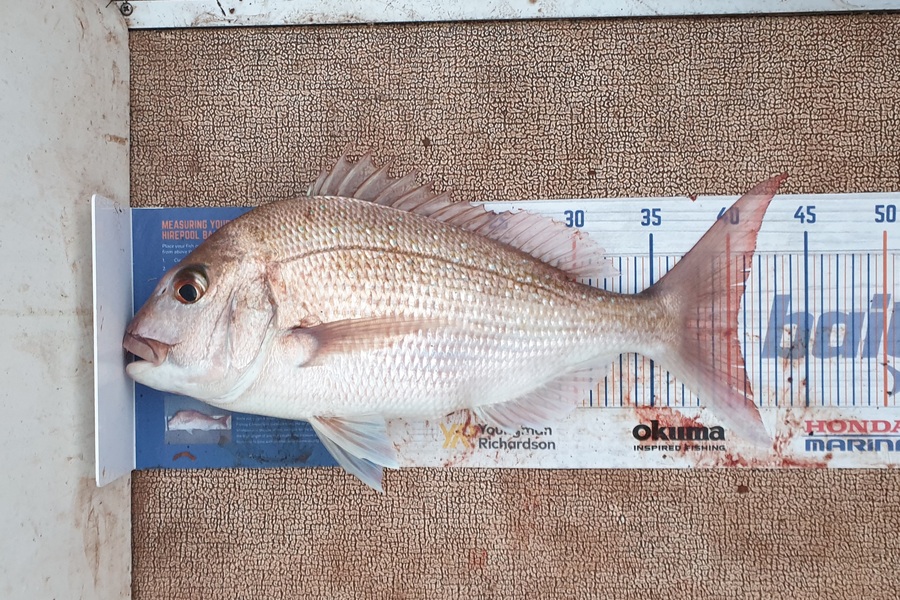 Justin Dodds caught this 40.5cm Snapper at Marsden Point during The Export NZ Fishing Competition
