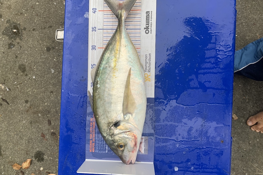 Matt Harrison caught this 42.0cm Trevally at Whangarei harbour  during The Export NZ Fishing Competition