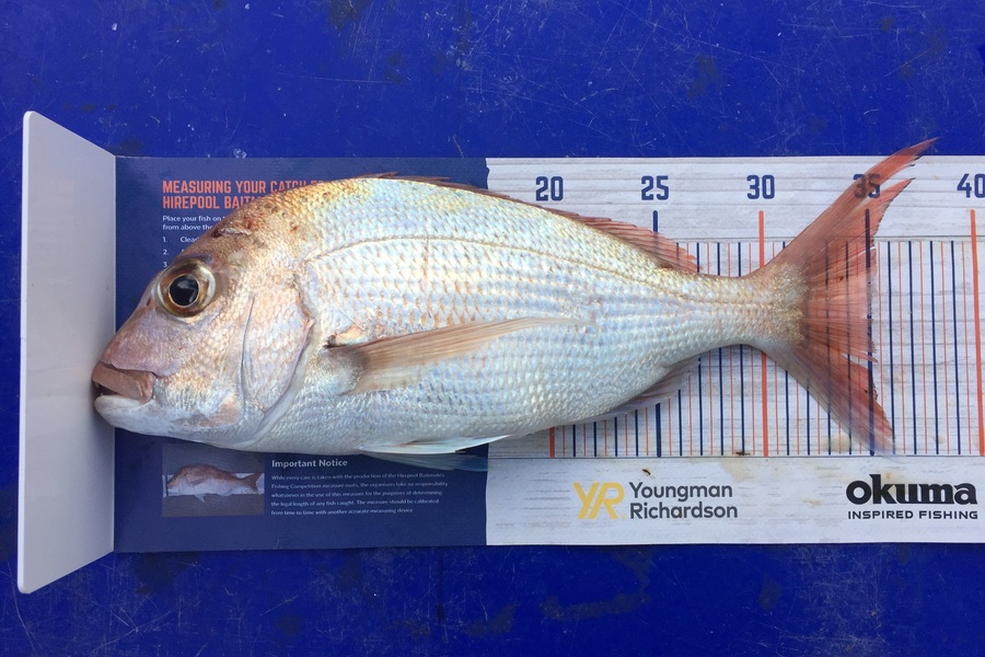 Grant Thompson caught this 35.0cm Snapper at Leigh  during The Export NZ Fishing Competition