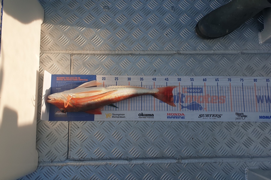 Tom Buys caught this 47.0cm Gurnard at Puk Bay during The Export NZ Fishing Competition