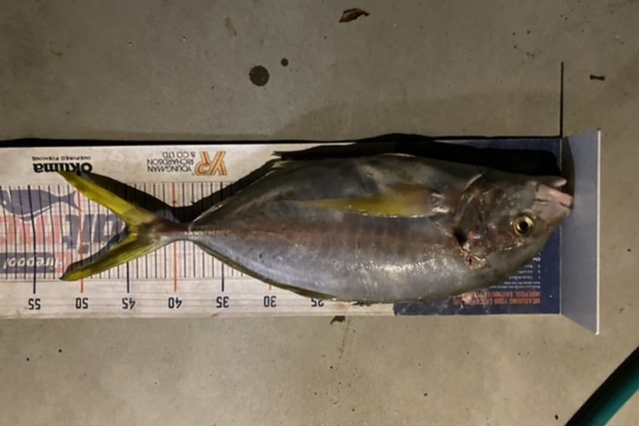 Mark Ray caught this 45.0cm Trevally at Bop during The Export NZ Fishing Competition