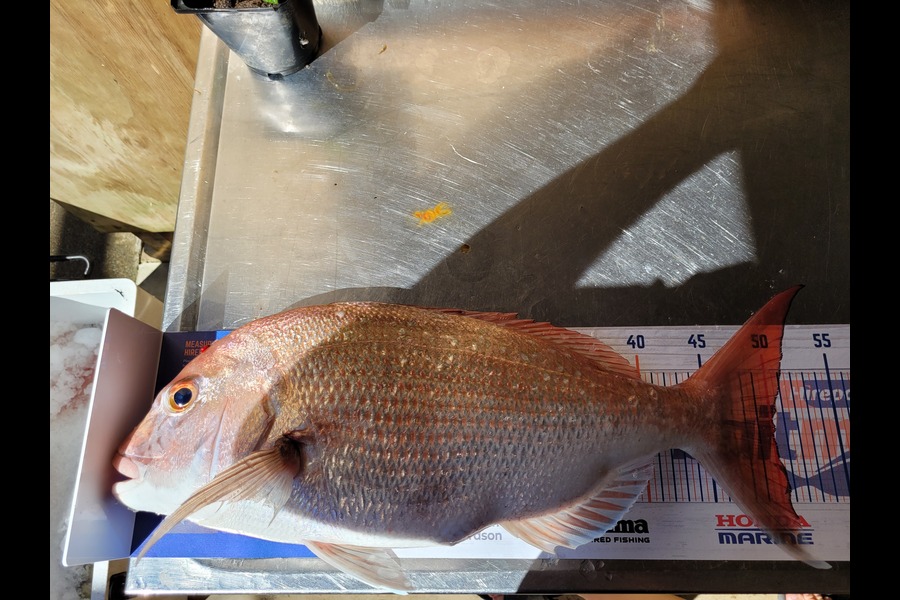 Ricky  Blanken caught this 50.0cm Snapper at Manukau harbor  during The Export NZ Fishing Competition