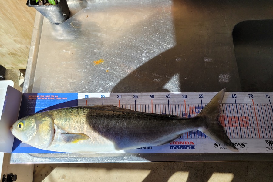 Ricky  Blanken caught this 59.5cm Kahawai at Manukau harbor  during The Export NZ Fishing Competition